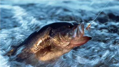 دراسة جديدة: التلوث البلاستيكي في البحار والمحيطات يهدد بنفوق الأسماك وانتشار الفيروسات 