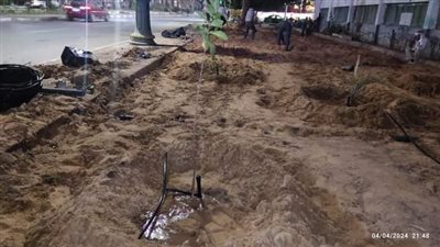 زراعة الموالح ونخيل البلح، مبادرة لتحسين البيئة في واحة الخارجة بالوادي الجديد 