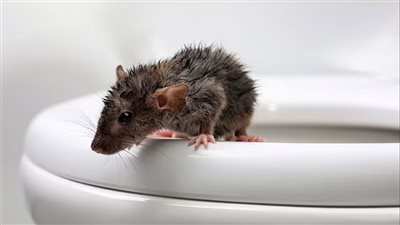 عضة فأر في المرحاض كادت أن تتسبب في وفاة رجل، ما القصة