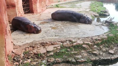 الزراعة: حدائق الأسماك والحيوان في المحافظات تستعد لاستقبال المواطنين في عيد الفطر وشم النسيم