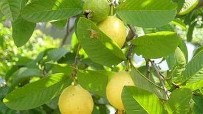 مدير إدارة بساتين زراعة الأقصر يقدم إرشادات للحفاظ على محصول الجوافة 