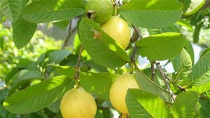 زراعة الجوافة بمحافظة
