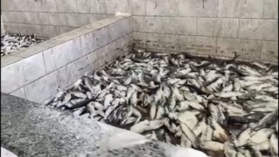  ضبط 186 طن رنجة فاسدة داخل مصنعين بالغربية