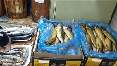 العيد من غيرها ميكملش، الفسيخ والرنجة الأكلة الرسمية في العيد، أقدم فسخاني في الغربية يقدم الأسعار وأشهر الأنواع (فيديو)