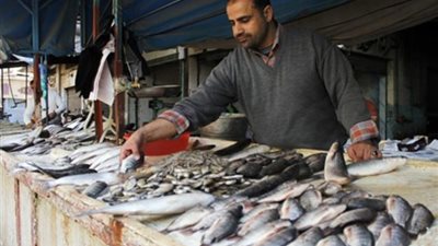 محافظ الجيزة: ضربة قاصمة ضد بائعي الأسماك المملحة غير الصالحة