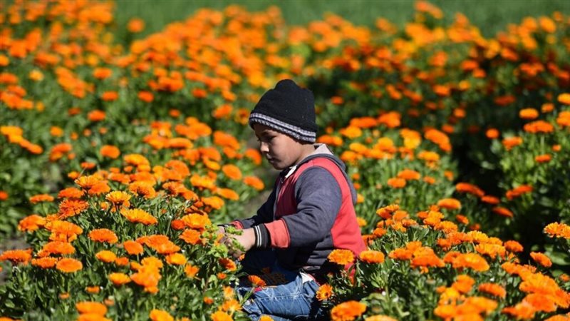 عباد القمر، فيتو