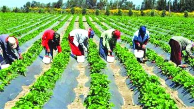  أزمات المزارعين عرض مستمر، شيكارة الكيماوي تصل لـ 1000 جنيه والتقاوي بـ 4000 آلاف، ونقيب الفلاحين يوضح أسباب انخفاض الإنتاجية ويؤكد تعرض البلاد لمؤامرة 