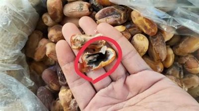 ضبط 300 طن بلح غير صالح للاستهلاك الآدمي داخل ثلاجة لحفظ السلع بالبحيرة 