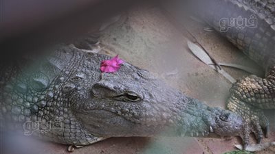 الحديقة الدولية تجذب الزوار بأكثر من 80 حيوانا في ثاني أيام العيد، والأسعار تبدأ من 15 جنيها (صور)