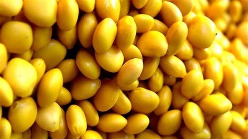 الترمس، فيتو
