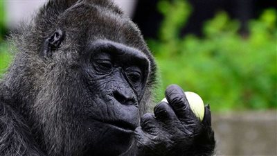 أكبر غوريلا في العالم تتلقى هدايا عيد ميلادها الـ 67