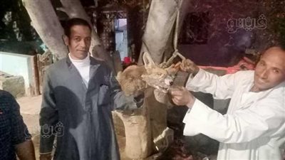 حقيقة هجوم الثعالب على رزقة المشارقة وافتراس الطيور المنزلية ببني سويف