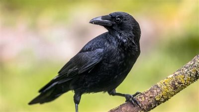 تفسير حلم الغراب في المنام وعلاقته بالمتاعب والأخبار السيئة والهموم 