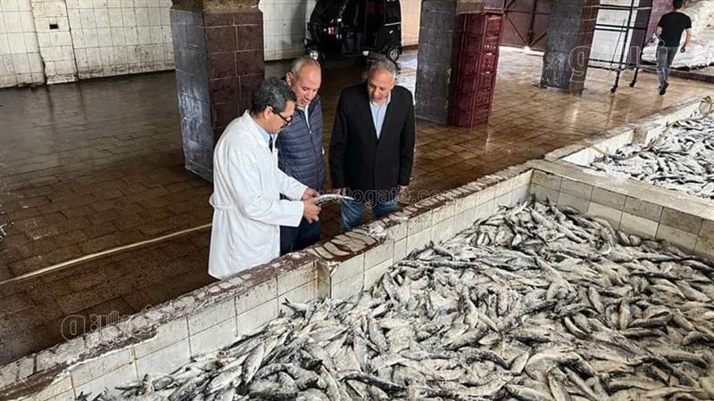 ضبط نصف طن رنجة فاسدة