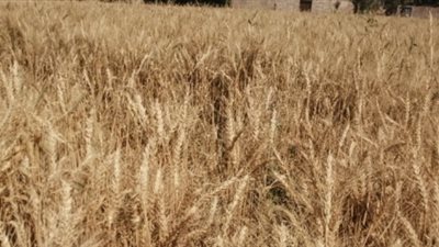 بشاير محصول الخير، بدء حصاد القمح في محافظة الأقصر