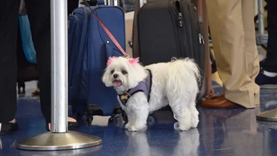 سائق يخاطر بحياته لإنقاذ كلب صغير