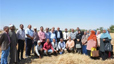 المستهدف مليون طن، افتتاح موسم حصاد القمح الوادي الجديد 