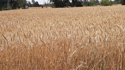 أحدث أسعار القمح والدقيق والمكرونة في الأسواق