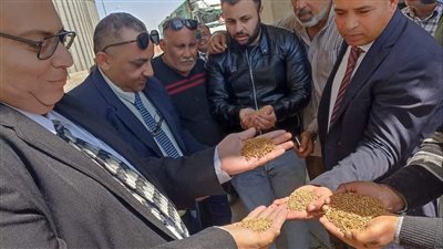 انطلاق موسم حصاد وتوريد القمح  بالقنطرة شرق الإسماعيلية (صور) 