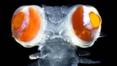 علماء يكتشفون دودة بحرية بقدرات خارقة