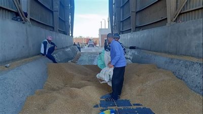 شون وصوامع الدقهلية تستقبل 578 طنا في اليوم الأول لتوريد القمح