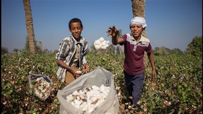 نائب: دولة أجنبية لا تريد لمصر زراعة القطن، ورئيس الشيوخ: 