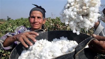 بعد إحالتها للحكومة، أهم توصيات دراسة مجلس الشيوخ بشأن زراعة القطن المصرى