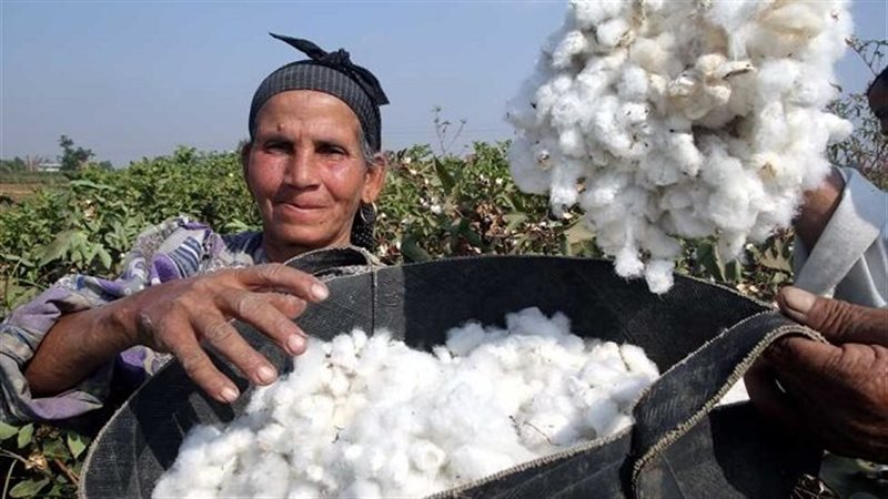 القطن المصرى، فيتو