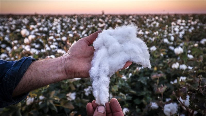 زراعة القطن المصرى،