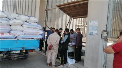موسم حصاد القمح، توريد 680 طن بالمنوفية