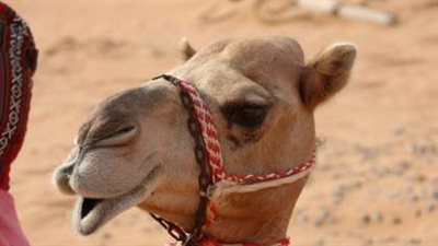  سعودي يطعم الإبل أموالا نقدية يثير حالة من الاستياء بالمملكة (فيديو)