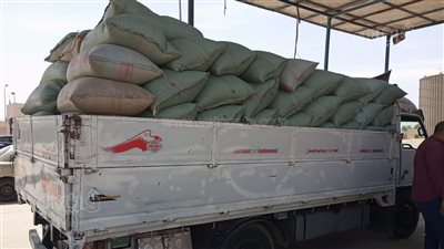 صوامع سدس تبدأ استلام محصول القمح من مزارعي بني سويف