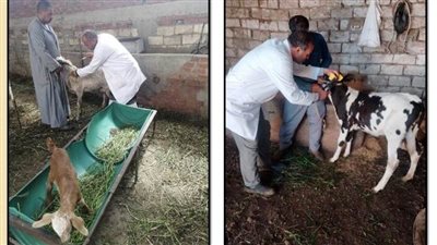 بيطري الشرقية: تحصين 36 ألف رأس ماشية ضد الحمى القلاعية والوادي