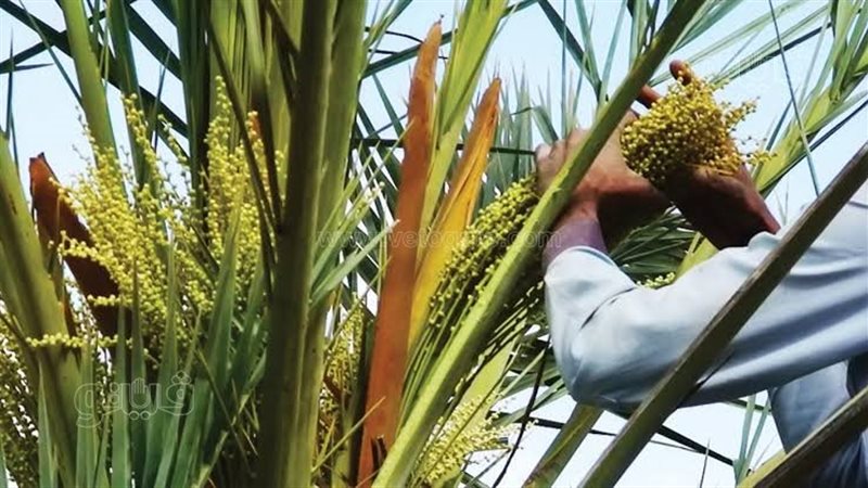 لقاح النخل، ڤيتو