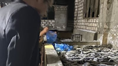  ضبط 5 أطنان أسماك مملحة مجهولة المصدر داخل حظيرة ماشية بالمنوفية