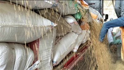 توريد 1200 طن.. فرحة أهالي المنوفية ببدء موسم حصاد القمح (فيديو)