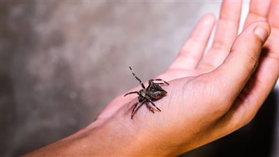 فيديو يوثق لحظة خروج عنكبوت من أذن سيدة مسنة 