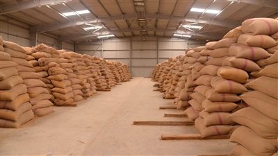 توريد 510 أطنان قمح بـ 28 شونة ومركز تجميع بأسيوط 