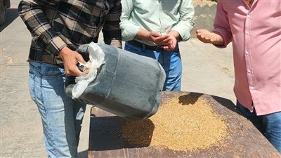 توريد 984 طن قمح لشون وصوامع البحيرة 