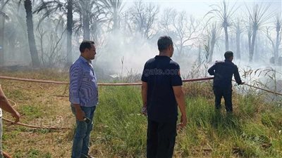 إخماد حريق في زراعات النخيل على مساحة فدانين بالوادي الجديد