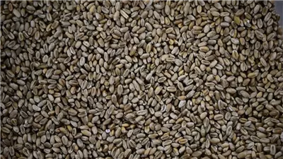 بعد شهر من احتجازها، روسيا تفرج عن سفينة قمح ثانية متجهة لمصر 