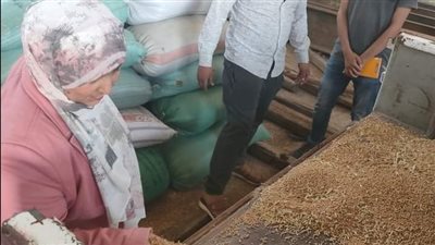 توريد 13.8 ألف طن قمح للشون والصوامع في الدقهلية (صور) 