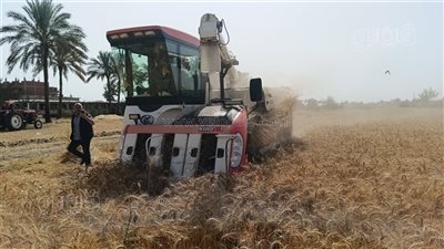 الزراعة: خطة شاملة لحماية محصول القمح حتى موسم الحصاد (فيديو)