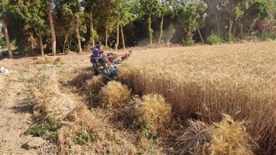 مياه الأقصر تبدأ حصاد محصول القمح بالغابات الشجرية