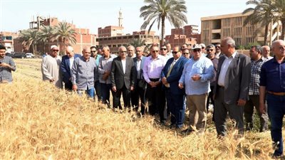 محافظ الشرقية يشهد افتتاح موسم حصاد القمح 2024 