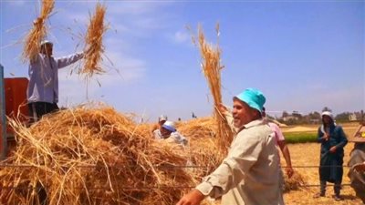 في موسم حصاد القمح، كل ما تريد معرفته عن أحكام زكاة الذهب الأصفر 