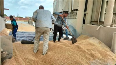  تموين الإسكندرية يتفقد أعمال لجان استلام وتوريد الأقماح المحلية