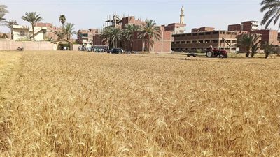 التموين: فتح مواقع استقبال الأقماح المحلية خلال أعياد القيامة والعمال وشم النسيم