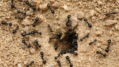 تفسير حلم ضرب النمل في المنام وعلاقته بالتخلص من المشاكل 