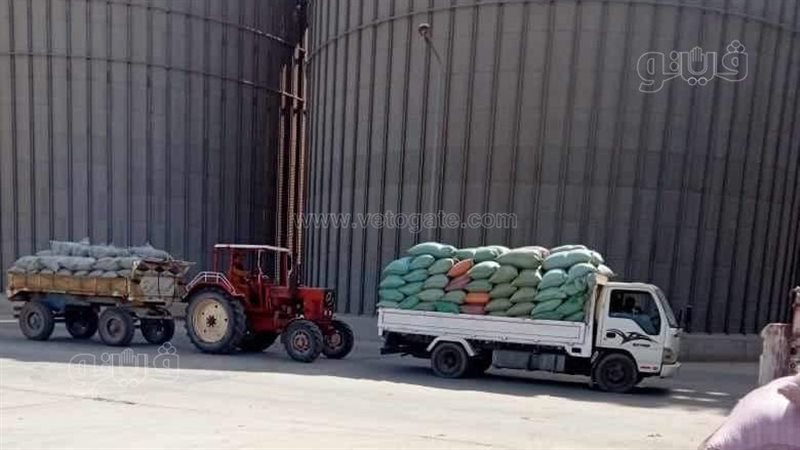 محصول القمح بالقليوبية،